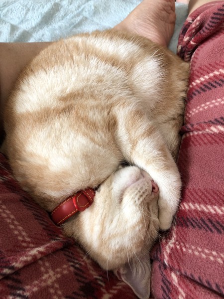 猫 アメリカンショートヘア ジョージの写真
