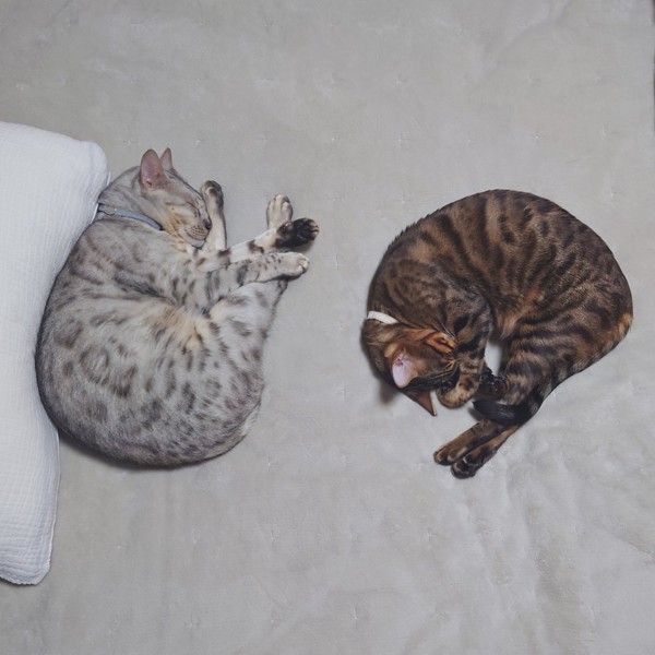 猫 ベンガル 天寅&景虎の写真