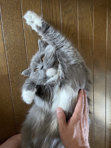 猫 ブリティッシュロングヘア ミントちゃんの写真