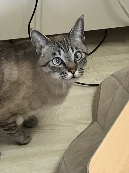 猫 オホサスレス ネオの写真