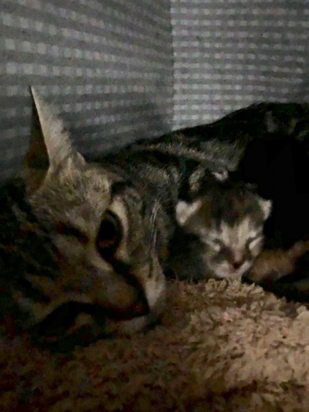横になるママ猫と胸元の子猫