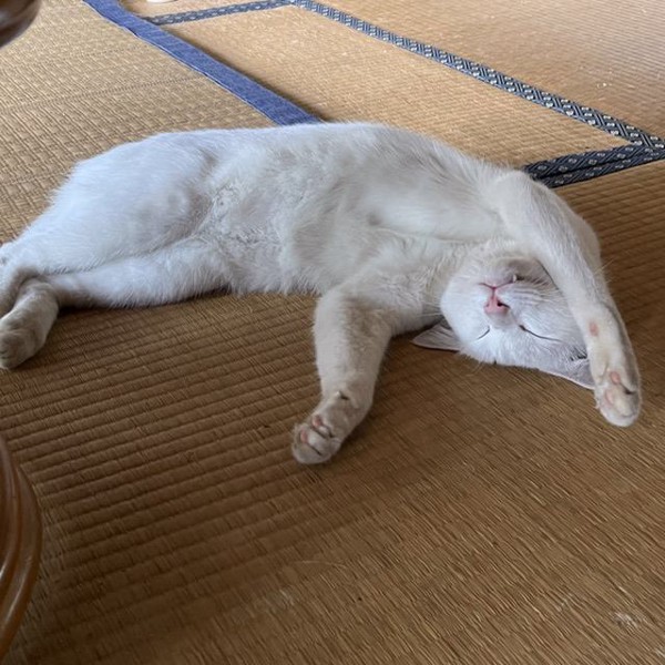 猫 白猫 メロンの写真
