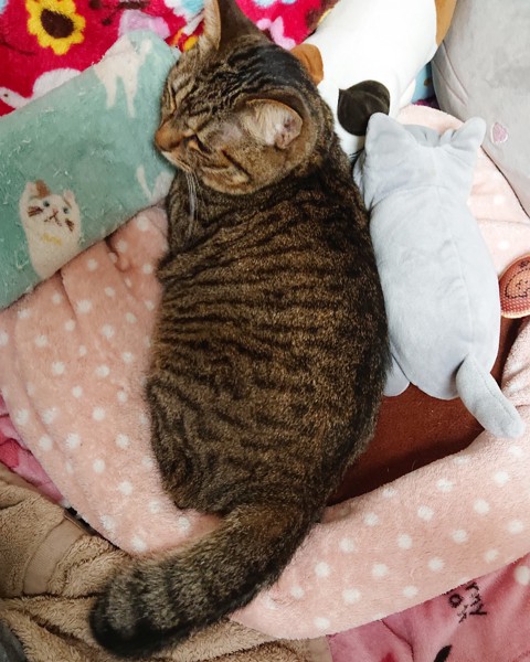 枕に囲まれて枕に顎をのせて寝る猫