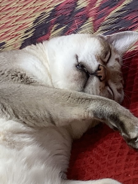 猫 シンガプーラ チロの写真