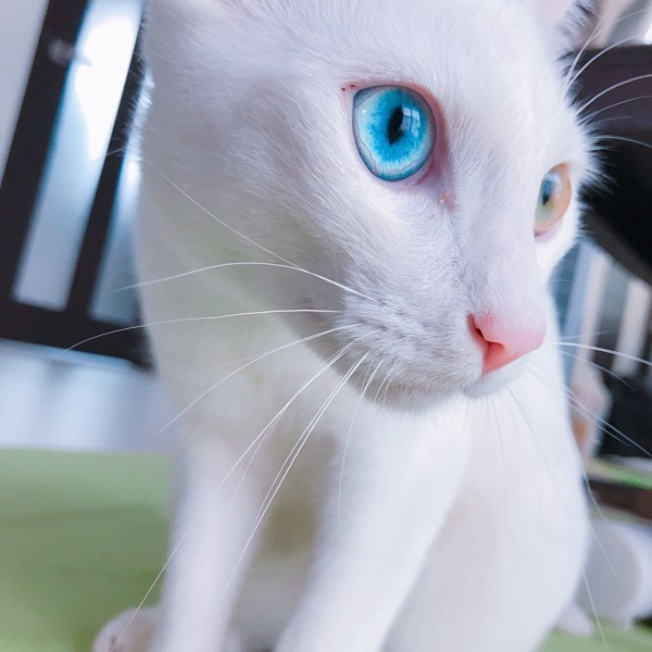 猫 白猫 Alvinaの写真