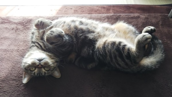 猫 アメリカンショートヘア チャコの写真