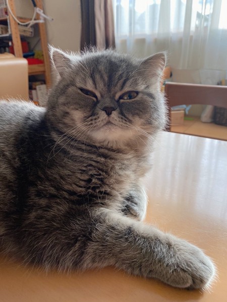 猫 エキゾチックショートヘア カイルの写真