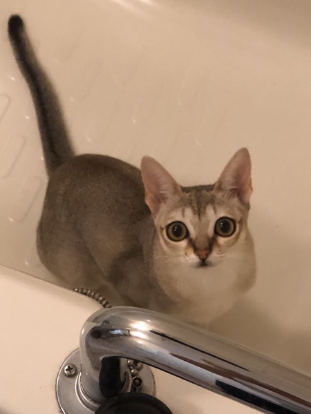 猫 シンガプーラ 琴の写真