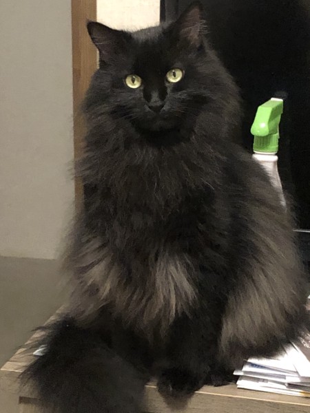 猫 黒猫 Miaの写真