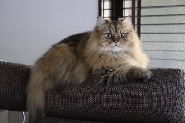 猫 ペルシャ ダウニーの写真