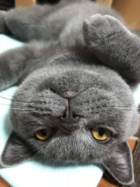 猫 ブリティッシュショートヘア 銀ちゃんの写真