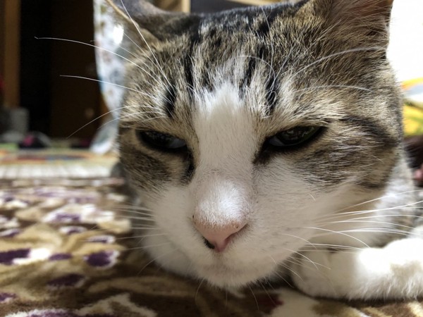 猫 キジトラ ハルオの写真