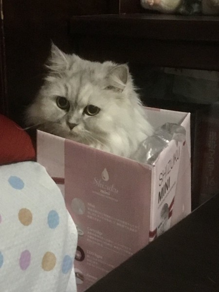 猫 チンチラペルシャ 姫の写真