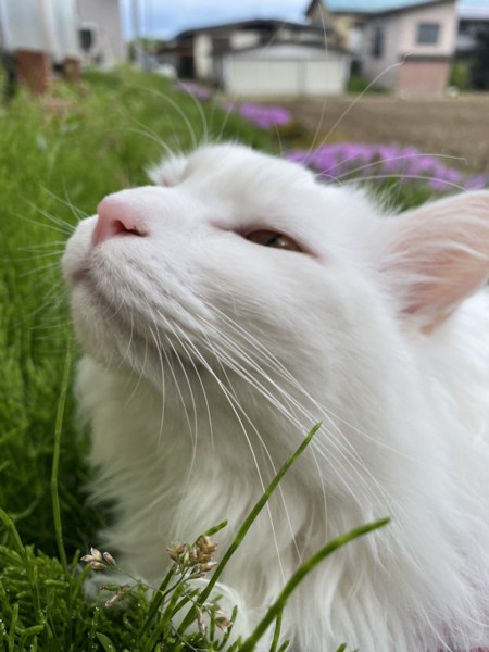猫 白猫 おみの写真
