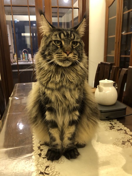 猫 メインクーン Leoの写真