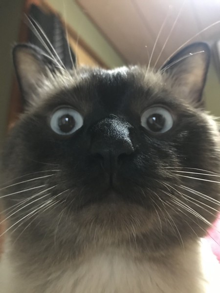 猫 シャム スギの写真