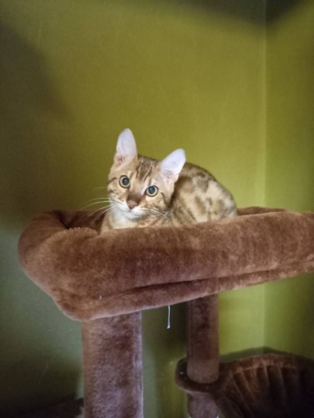 猫 ベンガル 㐂百の写真