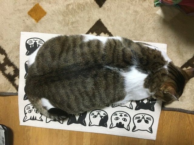 丸い猫