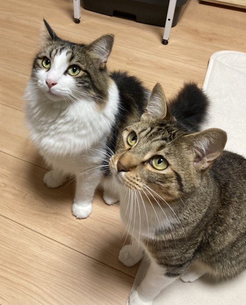 猫 キジシロ たみ尾（右）にゃん太（左）の写真