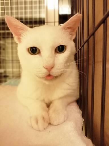 猫 白猫 ゆきの写真