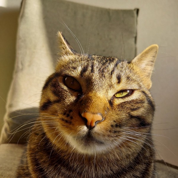 猫 キジトラ 天ちゃんの写真