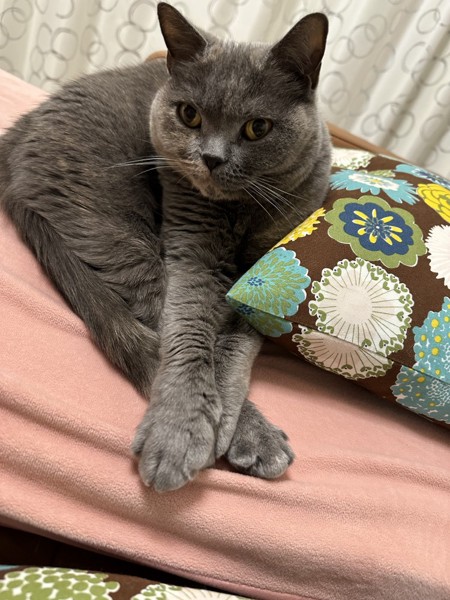 猫 ブリティッシュロングヘア チョコの写真