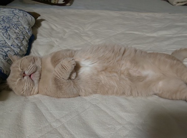 枕のそばで、仰向けで手を重ね合わせて寝る猫