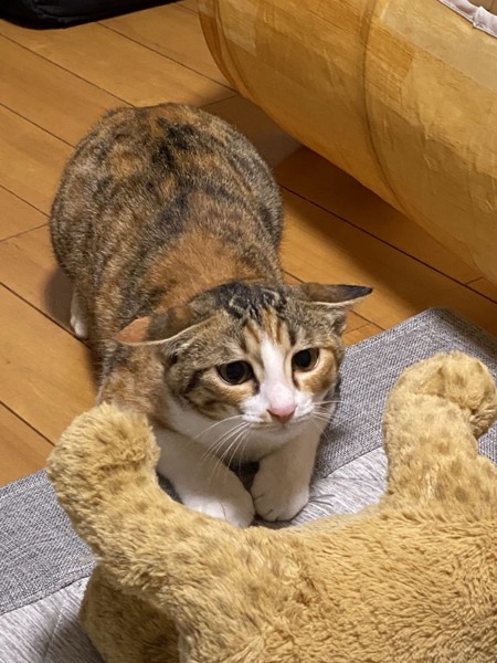 猫 三毛猫 メイの写真