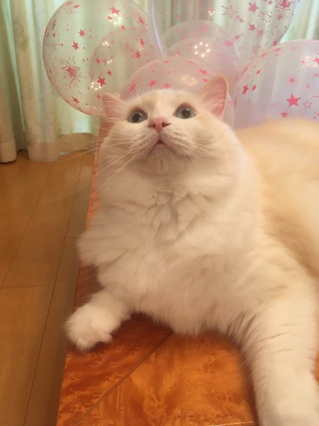 猫 ラグドール タンザの写真
