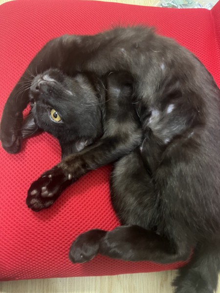 猫 黒猫 ロージーの写真