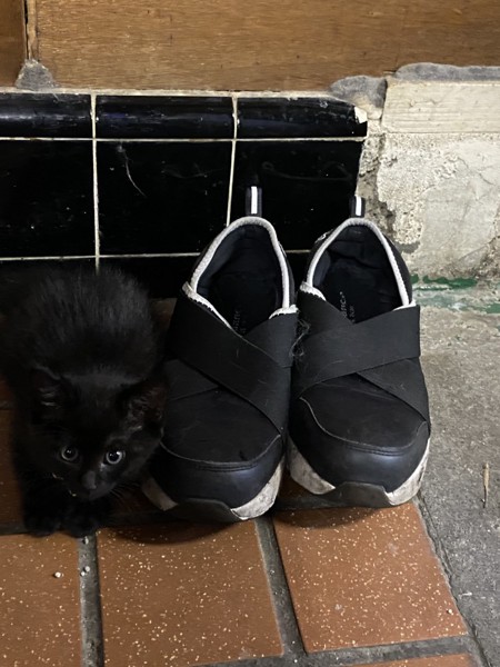 猫 黒猫 たわしの写真