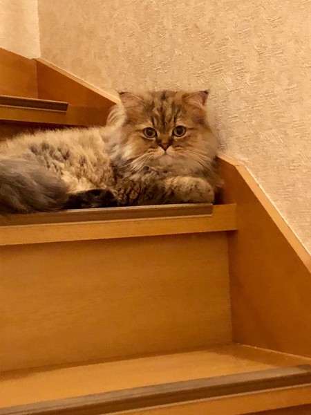階段でくつろぐ猫