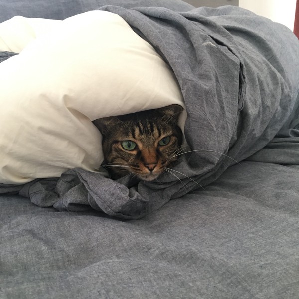 起き抜けの布団でぬくぬくする猫