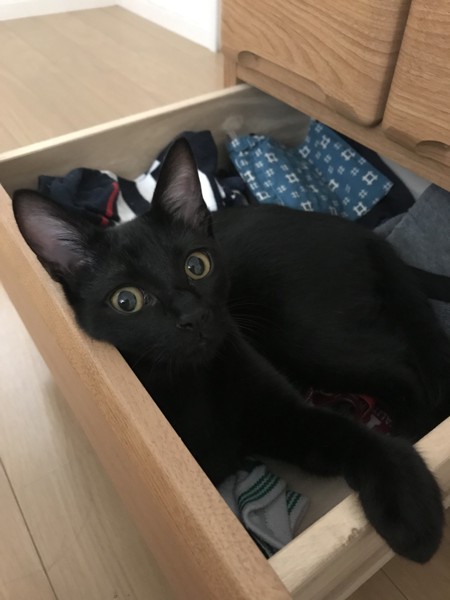 猫 黒猫 ちぃの写真