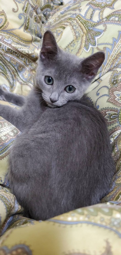 猫 ロシアンブルー シルの写真
