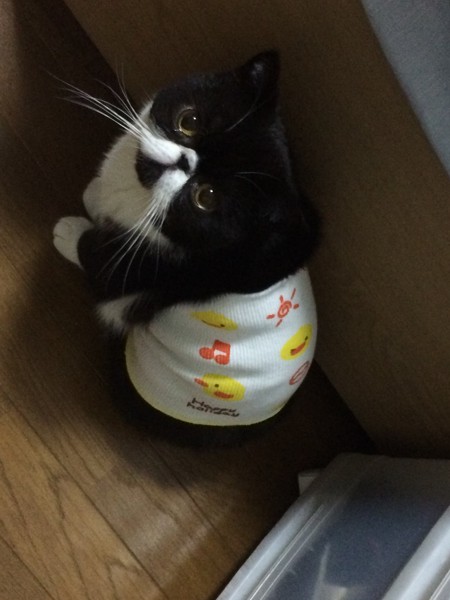 猫 エキゾチックショートヘア ルッカの写真