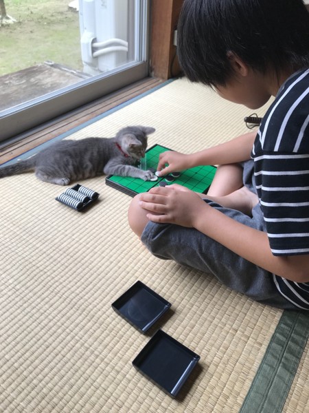 猫 サバトラ モコちゃんの写真