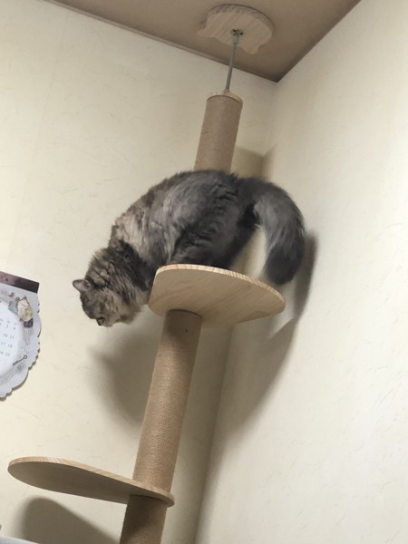 猫 スコティッシュストレート テトの写真
