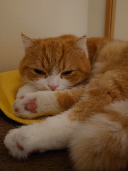 猫 スコティッシュフォールド マルの写真