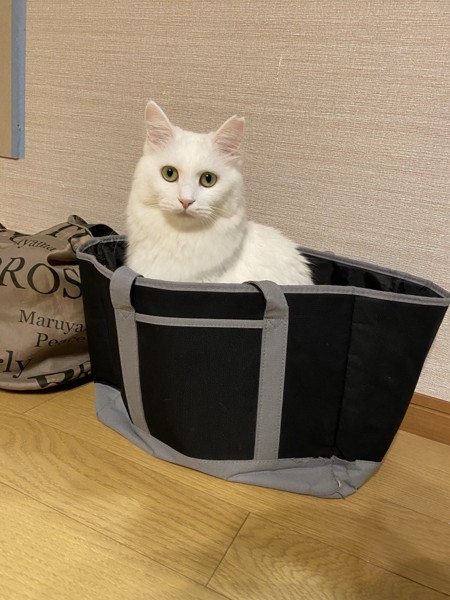 猫 白猫 ニコの写真