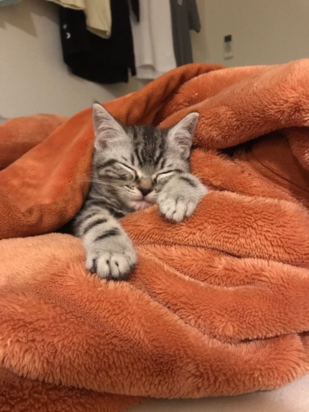 毛布にくるまって寝る子猫