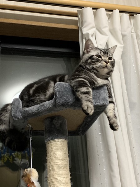 猫 マンチカン ナツの写真