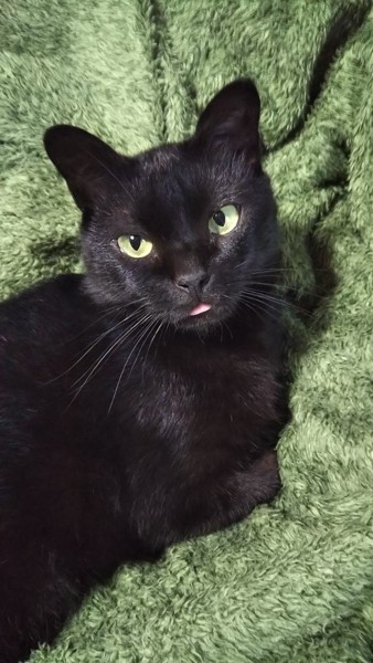 猫 黒猫 テディの写真