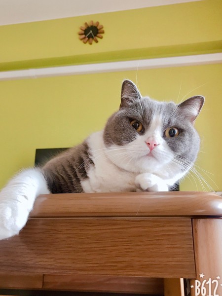 猫 スコティッシュフォールド 琥珀の写真
