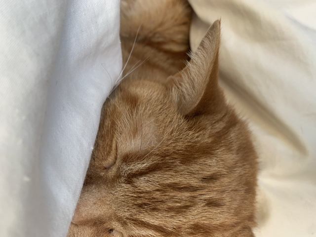 猫 アメリカンショートヘア 弁慶の写真