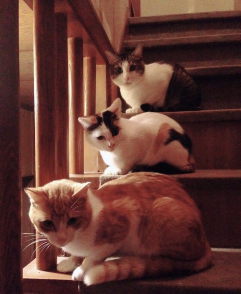 階段に座っている猫３匹