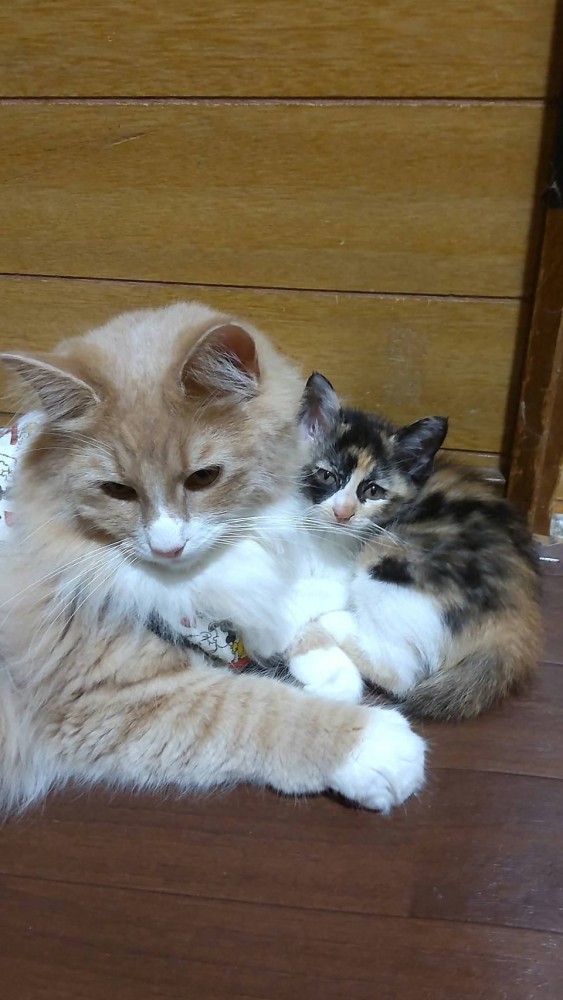 猫 ノルウェージャンフォレストキャット 小太郎とさくらの写真