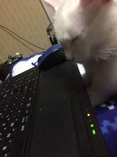 パソコンでぬくぬくする猫