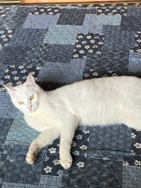 猫 白猫 メロンの写真