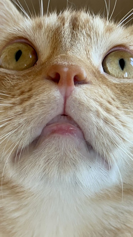 猫 アメリカンショートヘア マリョンの写真